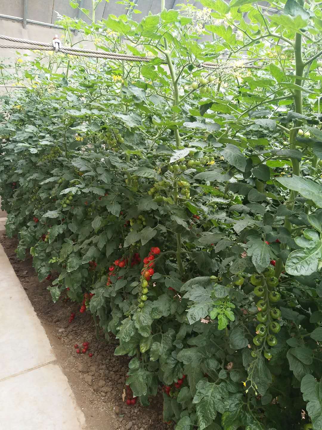 91茄子视频在线观看案例