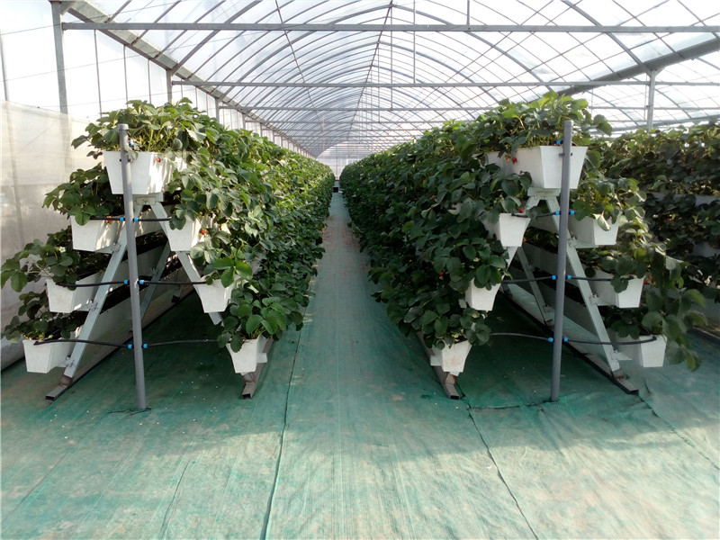 茄子APP下载最新版基地