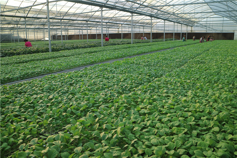 茄子APP下载最新版基地