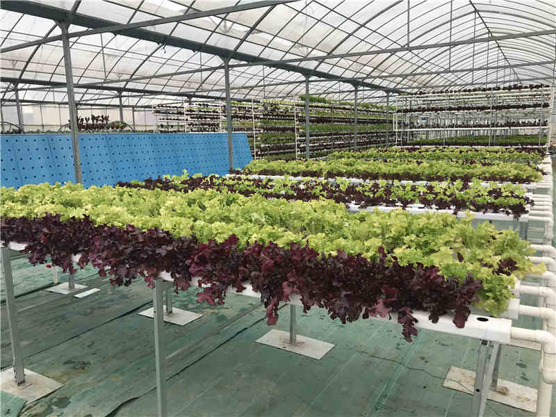 浅液流茄子APP下载最新版